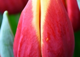 Tulipa Russia ® (4)